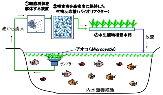 イラスト：明星大学 岩見徳雄 研究に関するイラスト Microcystis 抑制プロセス（構想）の図2