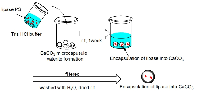 炭酸カルシウム・マイクロカプセル固定化リパーゼの開発のイメージ図