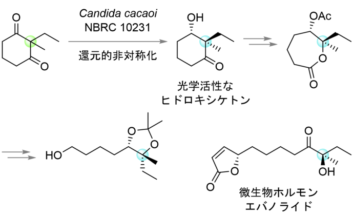 生体触媒反応と有機合成を活用するエバノライドの鎖状構造の合成を表す図