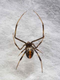 写真:セアカゴケグモ