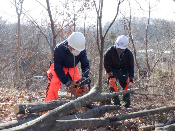 写真:伐採作業の様子