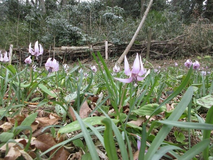 写真：カタクリ