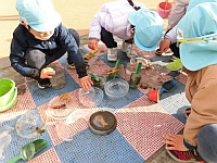 写真:できた氷を並べている様子