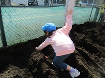 写真：じゃがいも