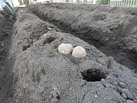 写真:じゃがいも種芋