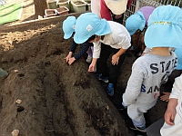 写真:種芋を植える様子