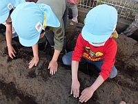 写真:種芋に土をかけている様子