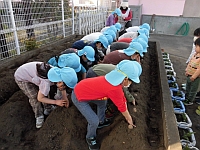 写真:種芋を土の中に植える様子