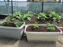 写真：プランターの夏野菜
