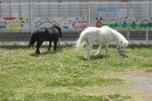 ポニーが草を食べている写真