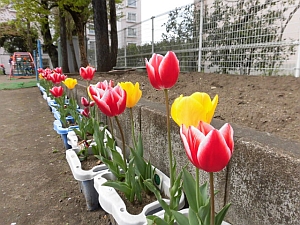 写真:園庭のチューリップの様子