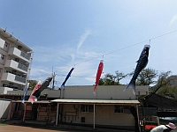 写真:こいのぼりが泳いでいる様子