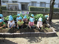 5歳児がじゃがいも苗を植えている写真です。