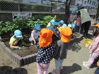 5歳児がじゃがいも苗を植えているところを4歳児が見学している写真です。
