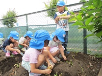 写真：ジャガイモ掘り