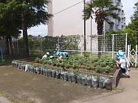 写真:保育園の畑の様子