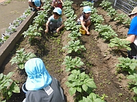 写真:草むしりをしている子どもの様子