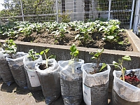 写真:保育園の畑の様子