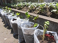 写真:保育園の畑とさつま芋の苗の様子