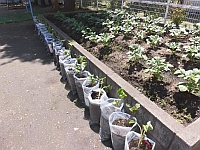 写真:保育園の畑とさつま芋の苗の様子