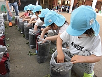 写真:さつま芋の苗を植える様子