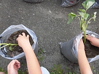 写真:苗を植えている様子
