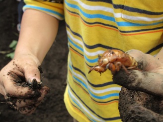 せみの幼虫をみつけた子どもの写真