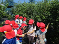 ブルーベリー狩りの様子の写真