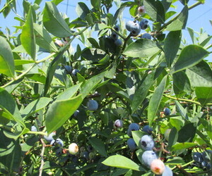 ブルーベリーの写真