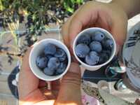 ブルーベリー狩りの様子の写真