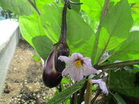 茄子の様子の写真