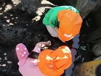 4歳児がかぶを植えている写真です。