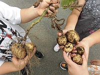 写真:収穫したじゃがいもを見せ合っているところ