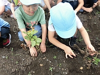 写真:じゃがいもほりをはじめたところ