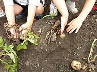 写真:じゃがいもほりをしている様子