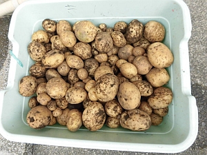 写真:収穫したじゃがいも