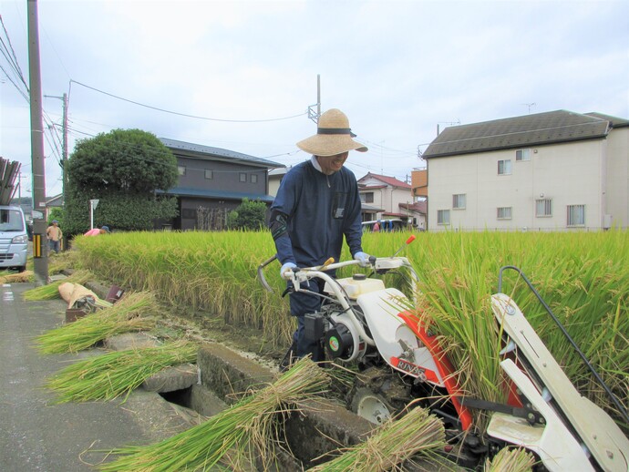 写真:稲刈り