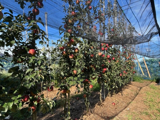 写真:リンゴの高密植栽培