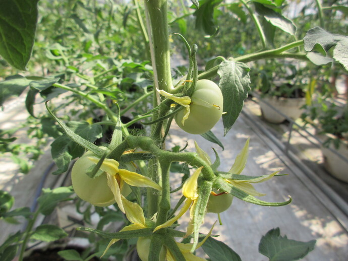 写真:トマトの花