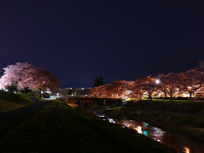 写真:『桜の夜』