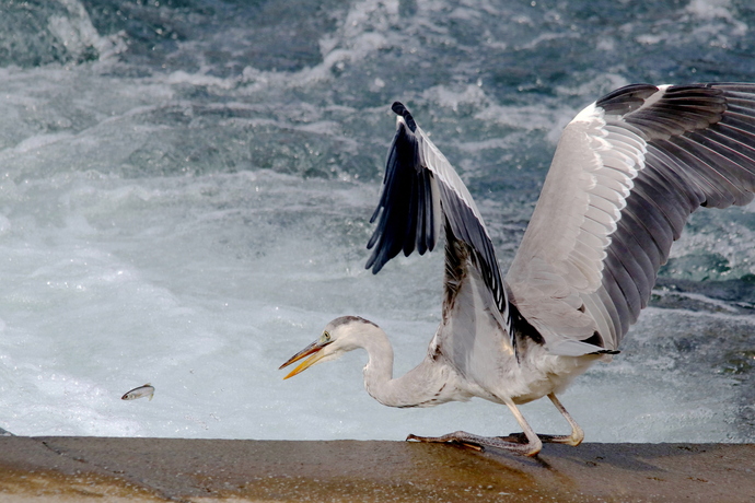 写真:『捕れるかな』