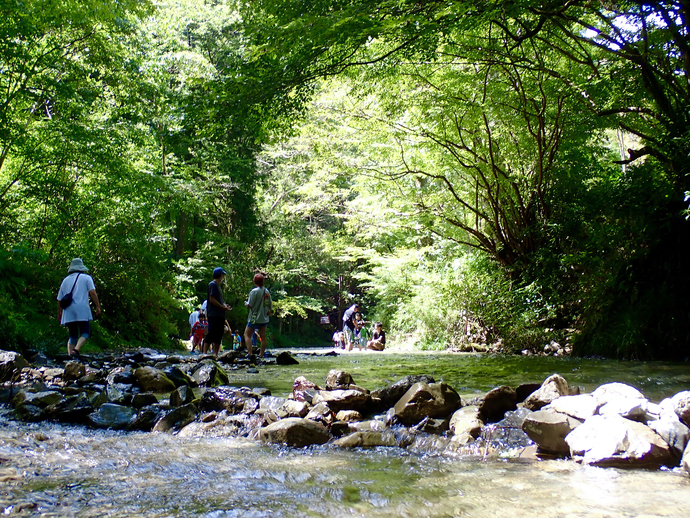写真:濃緑のトンネル