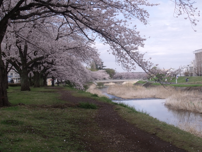 写真:トンネル桜の散歩道