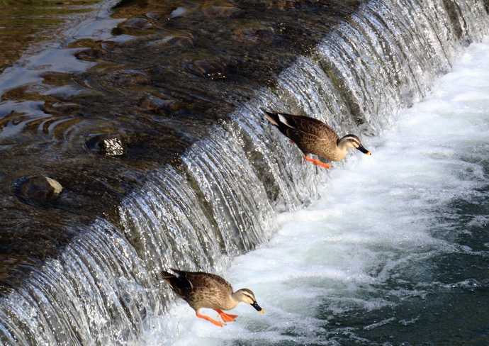 写真:『夫婦ジャンプ』