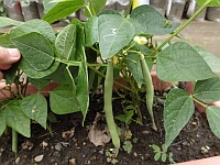 写真:いんげんの様子