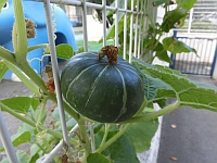 写真:かぼちゃの様子