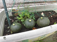 写真:収穫したかぼちゃの様子