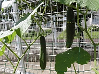 写真:きゅうりの様子