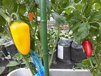 写真:黄色のパプリカ様子