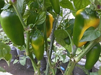 写真:黄色に色づくパプリカ